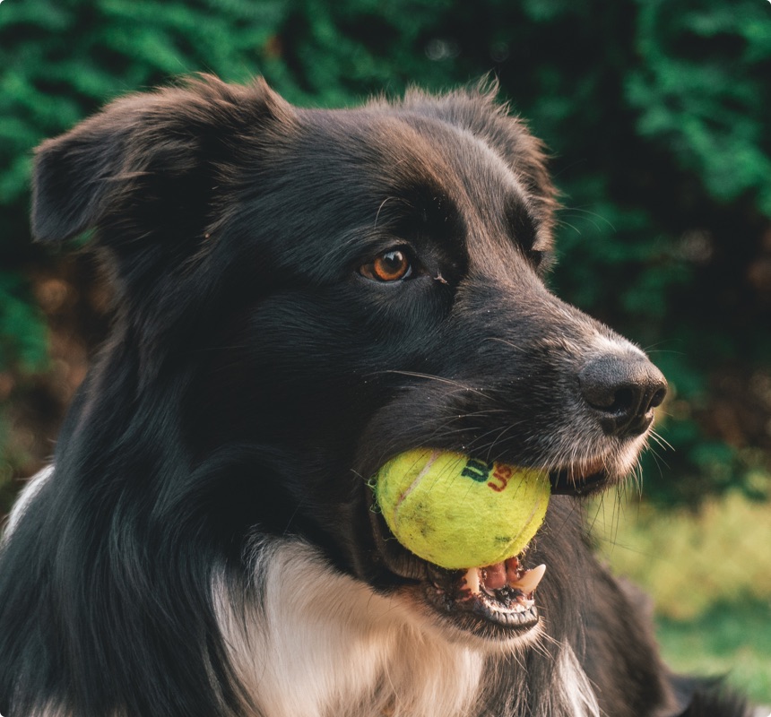 dog walker playing fetch